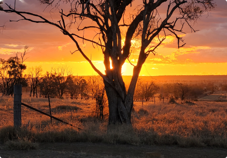 A red sunset behind a large gumtree